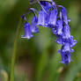 Bluebell
