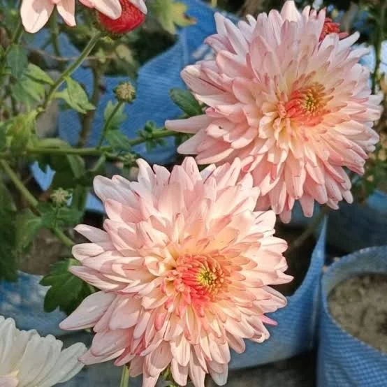 Chrysanthemum