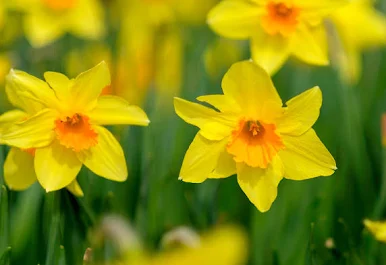Daffodil
