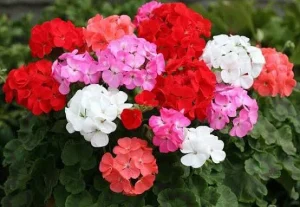 Geranium