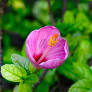 Hibiscus