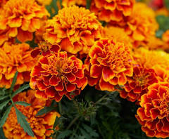 Marigold
