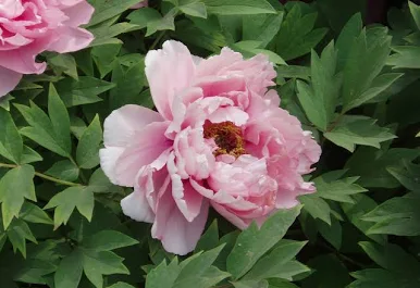 Peony