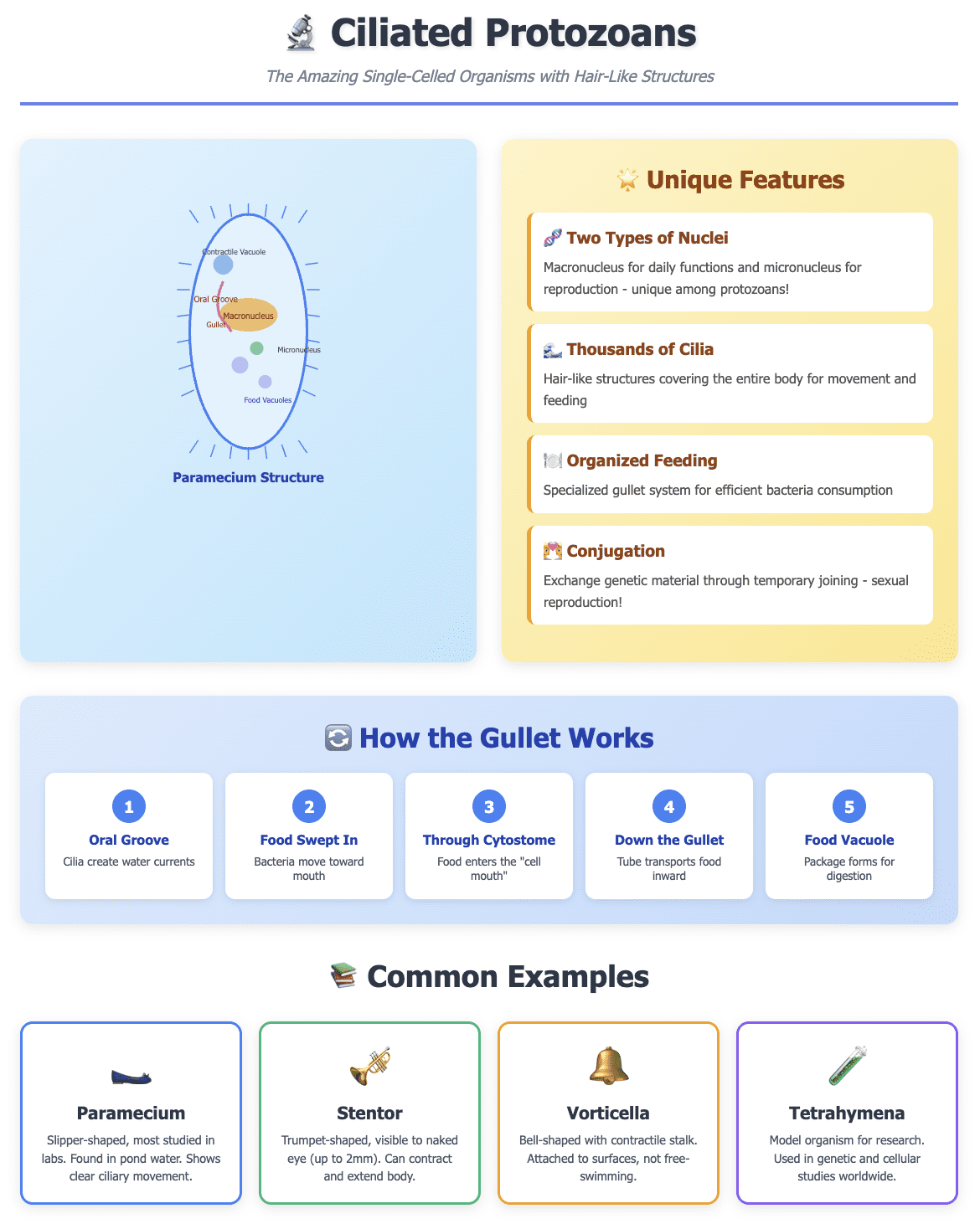 Ciliated Protozoans: The Tiny Organisms with Big Roles in Your Biology Class Ciliated Protozoans: The Tiny Organisms with Big Roles in Your Biology Class
