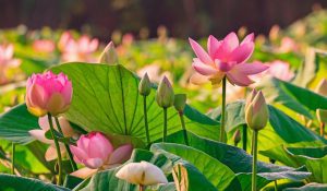 List of Flowers Name in English and Hindi with Photos for Kids