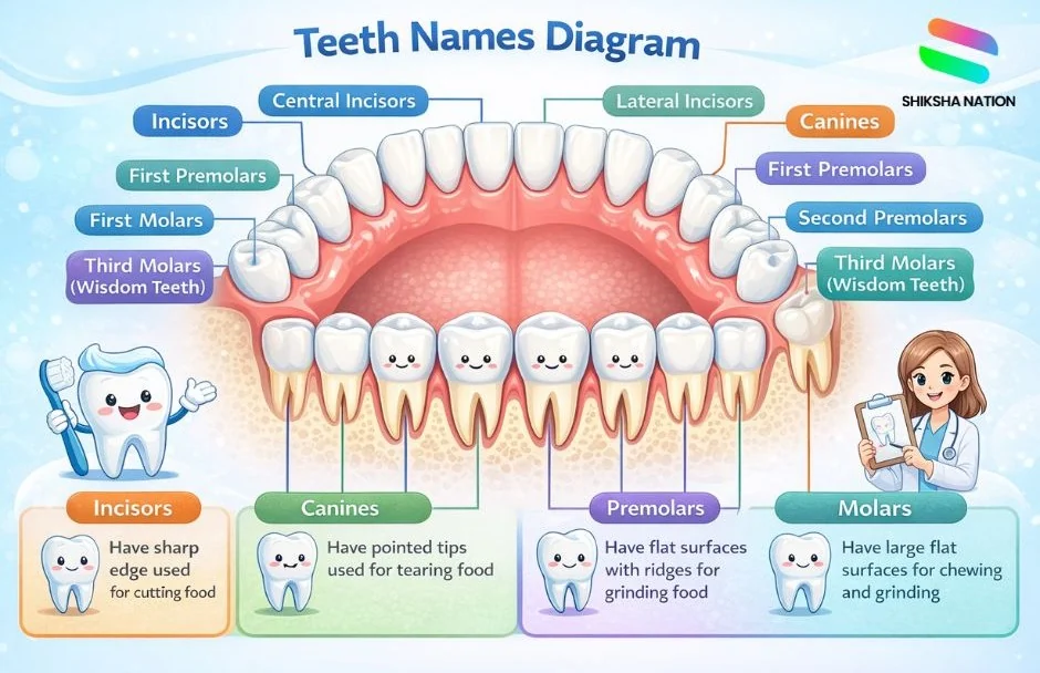 Teeth Names Diagram