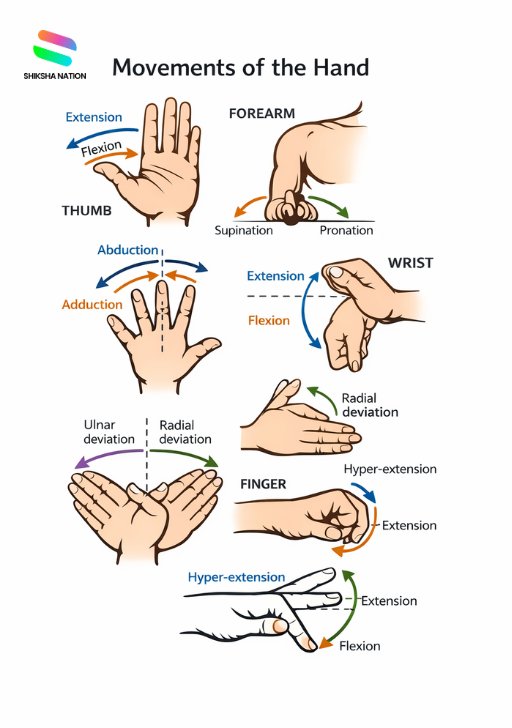 Movements of Hand