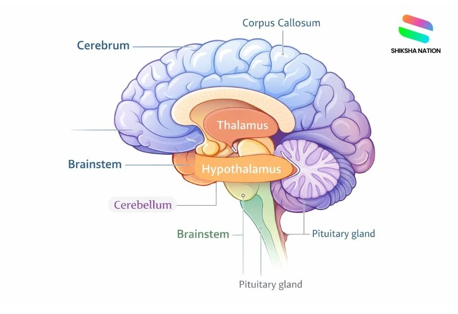 Human Brain Diagram