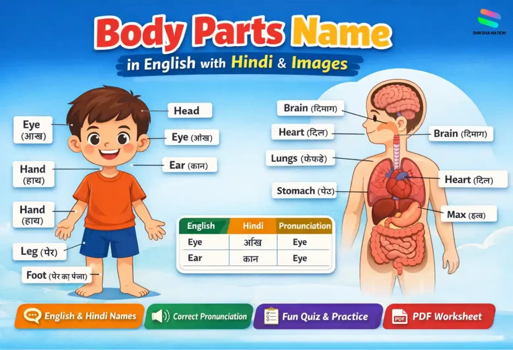 body parts name in english with hindi labeled diagram for kids showing human body parts and internal organs