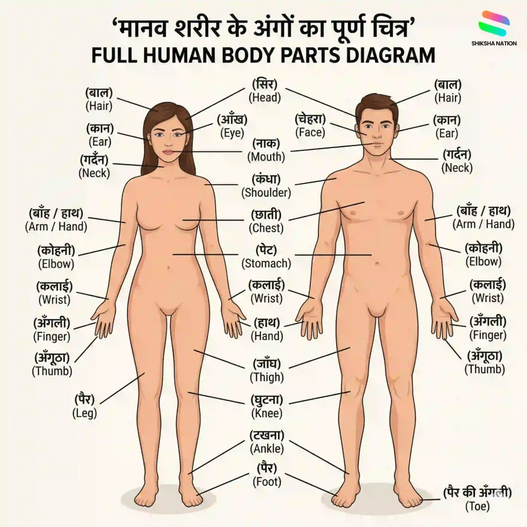 full human body parts diagram in english and hindi labeled chart showing external body parts for students