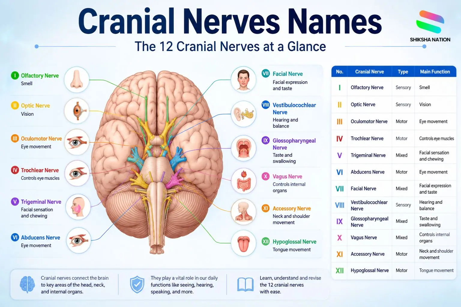 List of 12 Cranial Nerves Names in Order with Functions and Diagram